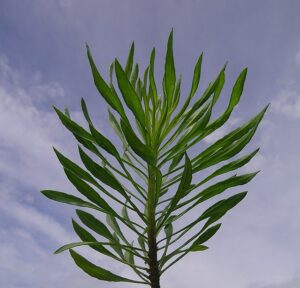 Marestail