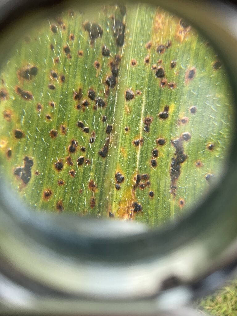 Close up image of tar spot on corn.