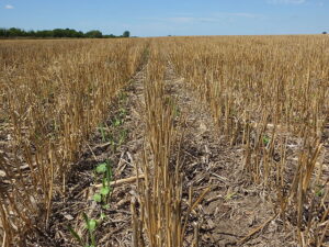 Soybean row planted in cover crop.