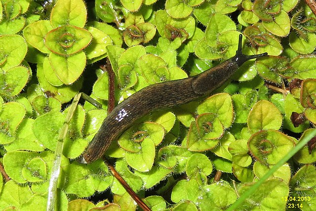 Slug on plants.