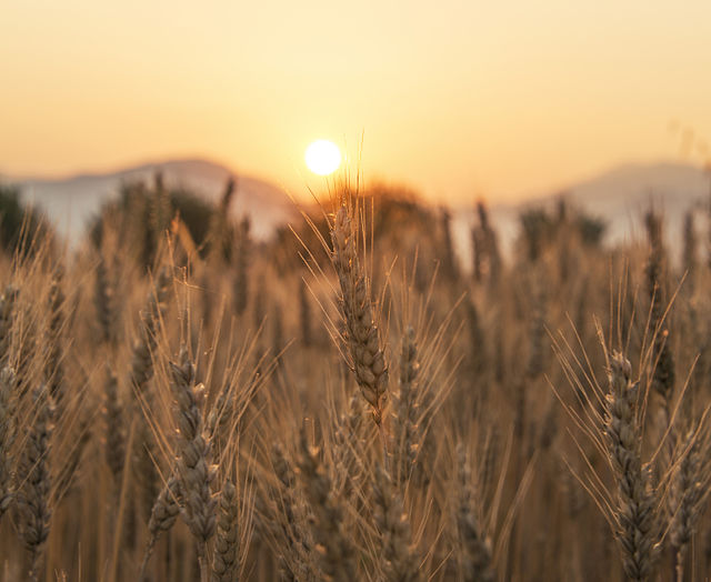 Sunset over wheat field