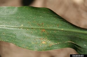 Common rust on corn leaf.