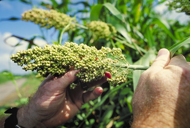 Closeup of man holding sorghum plant