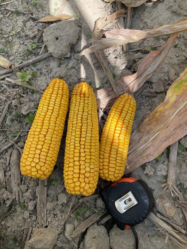 Three corn ears lying on the soil next to a measuring tape.